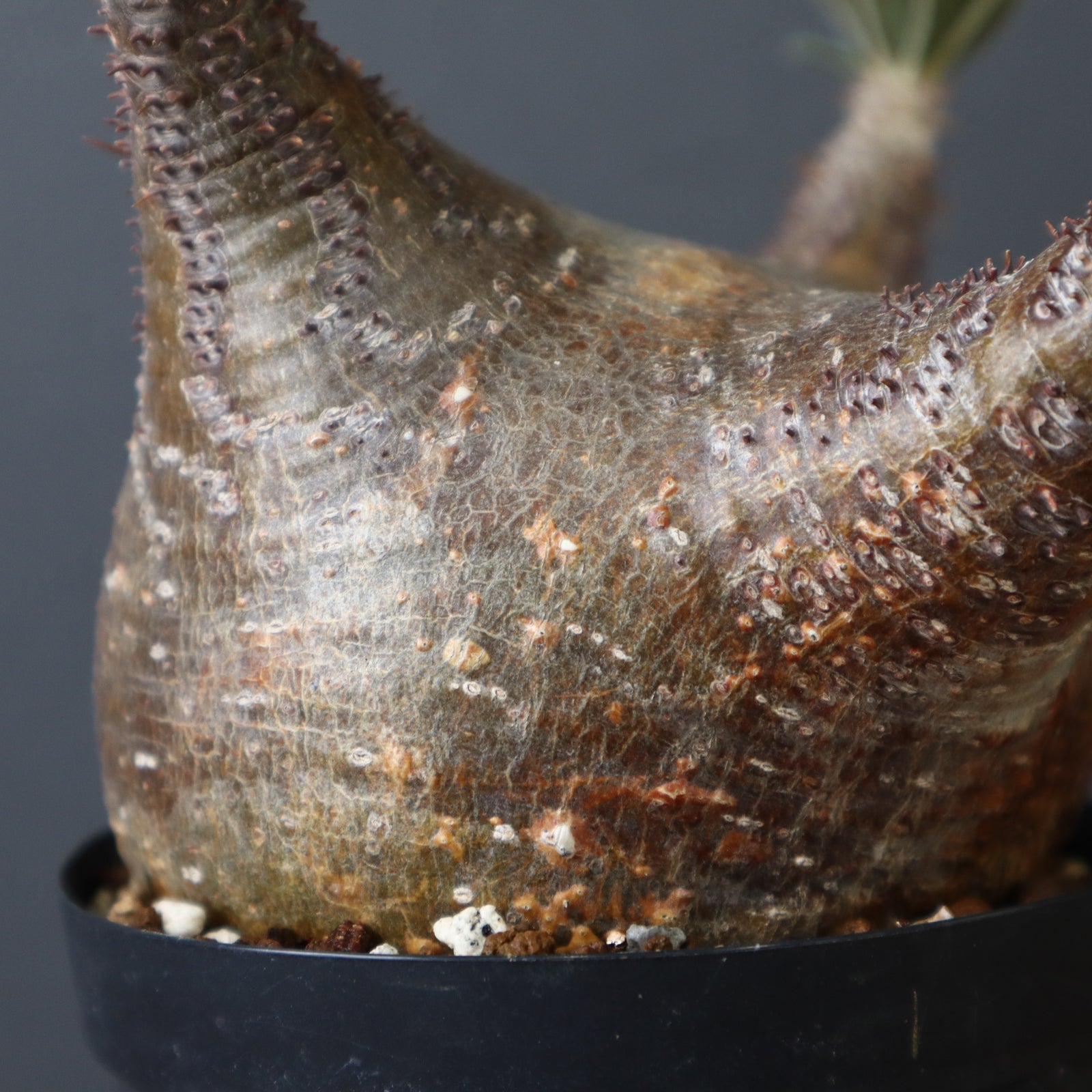 最終値下げ　パキポディウムグラキリス　全綴化　多頭　多肢　コーデックス 最終値下げ パキポディウムグラキリス 全綴化 多頭 多肢