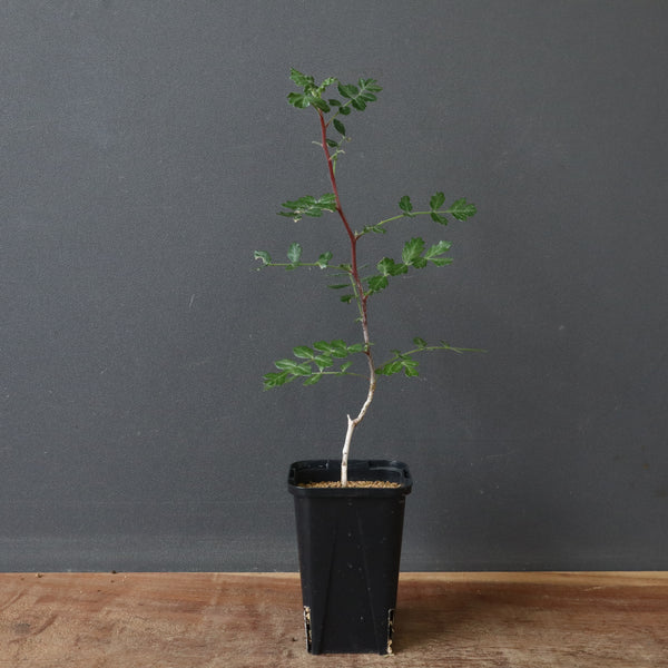 P.ディスカラー (実生) 38