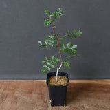 P.ディスカラー (実生) 38