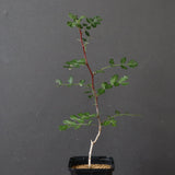 P.ディスカラー (実生) 38