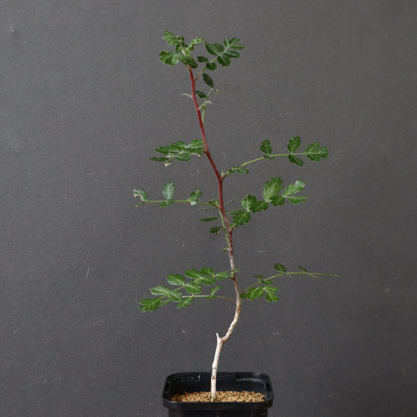 P.ディスカラー (実生) 38