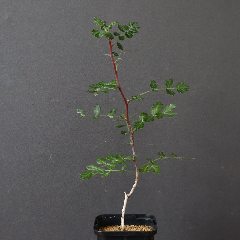 P.ディスカラー (実生) 38