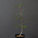 P.ディスカラー (実生) 38