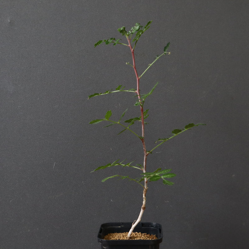 P.ディスカラー (実生) 38