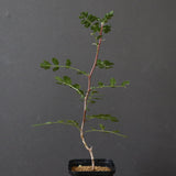 P.ディスカラー (実生) 38