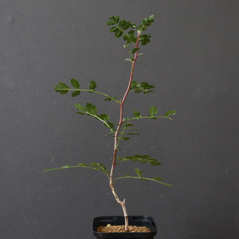 P.ディスカラー (実生) 38