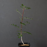 P.ディスカラー (実生) 38