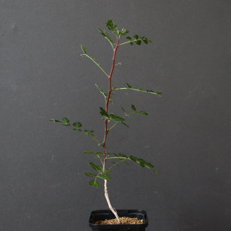 P.ディスカラー (実生) 38