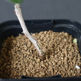 P.ディスカラー (実生) 38