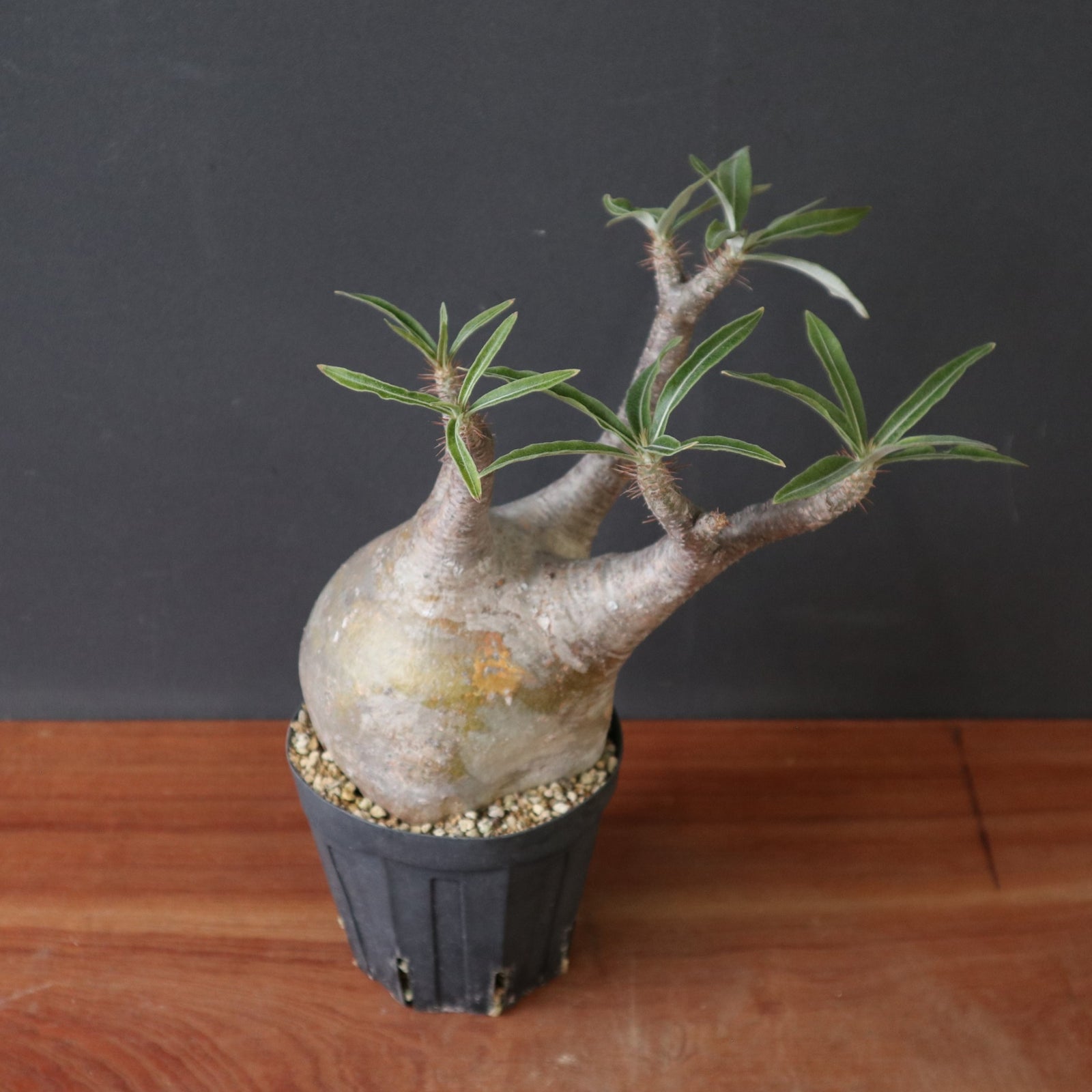 P.グラキリス 2179 – TaiShoDo ONLINE SHOP