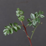 P.ディスカラー (実生) 38