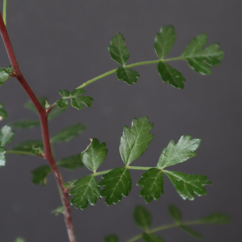 P.ディスカラー (実生) 38