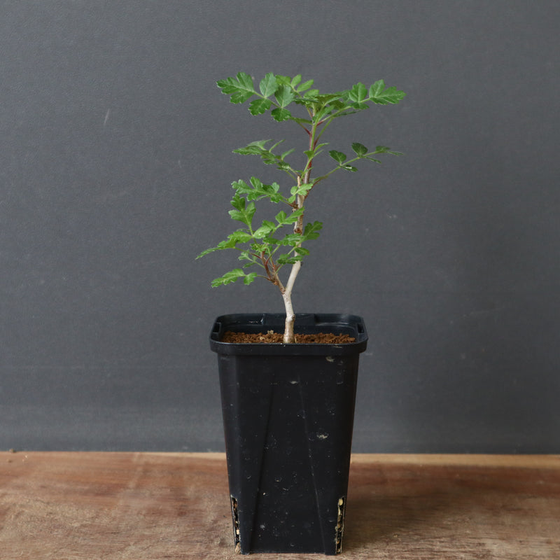 P.ディスカラー (実生) 33