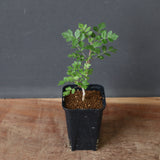 P.ディスカラー (実生) 33