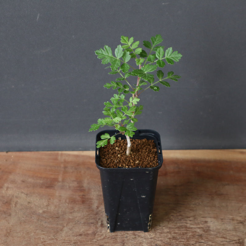 P.ディスカラー (実生) 33