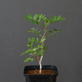 P.ディスカラー (実生) 33