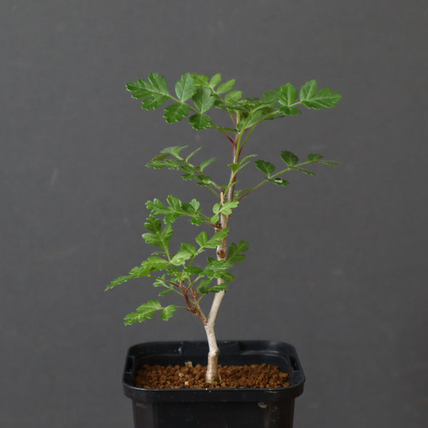 P.ディスカラー (実生) 33