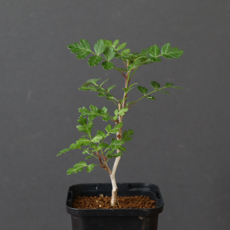 P.ディスカラー (実生) 33