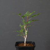 P.ディスカラー (実生) 33