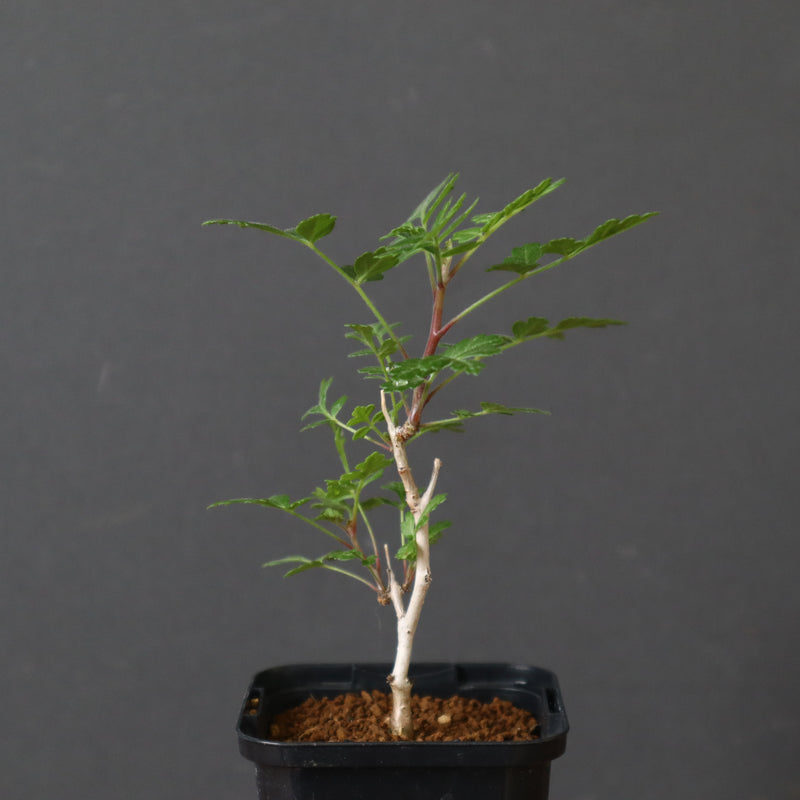 P.ディスカラー (実生) 33