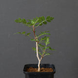 P.ディスカラー (実生) 33