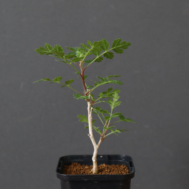 P.ディスカラー (実生) 33