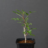 P.ディスカラー (実生) 33