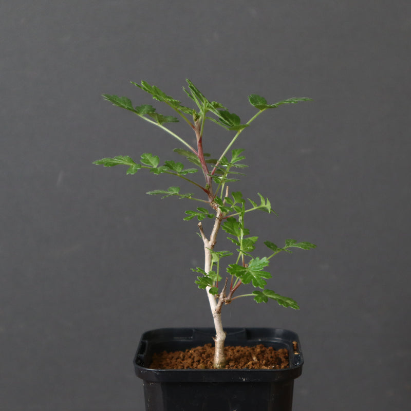 P.ディスカラー (実生) 33