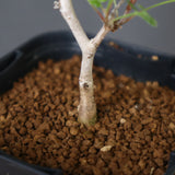 P.ディスカラー (実生) 33