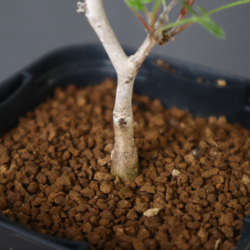 P.ディスカラー (実生) 33