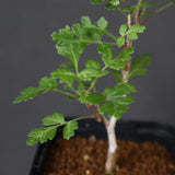 P.ディスカラー (実生) 33