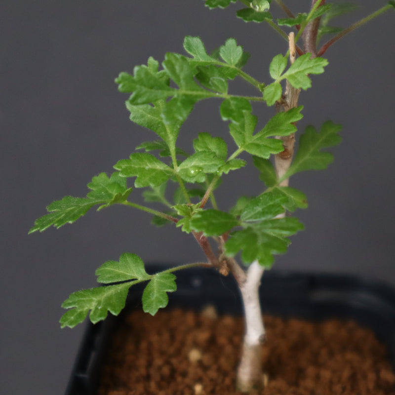 P.ディスカラー (実生) 33