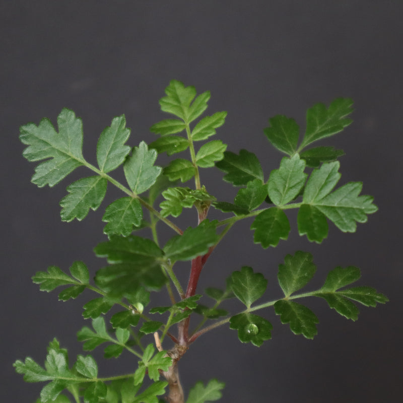 P.ディスカラー (実生) 33