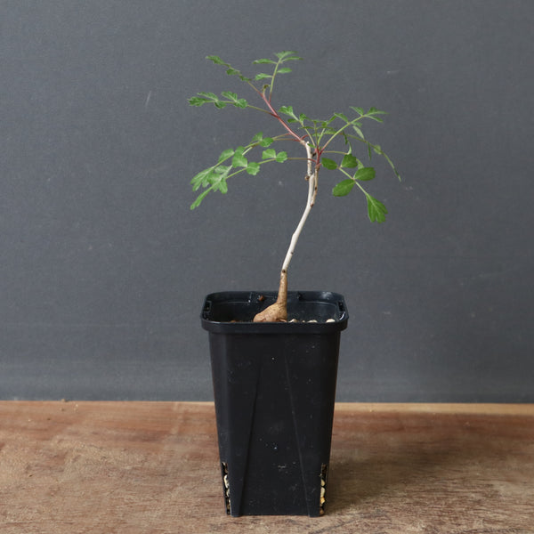 P.ディスカラー (実生) 29