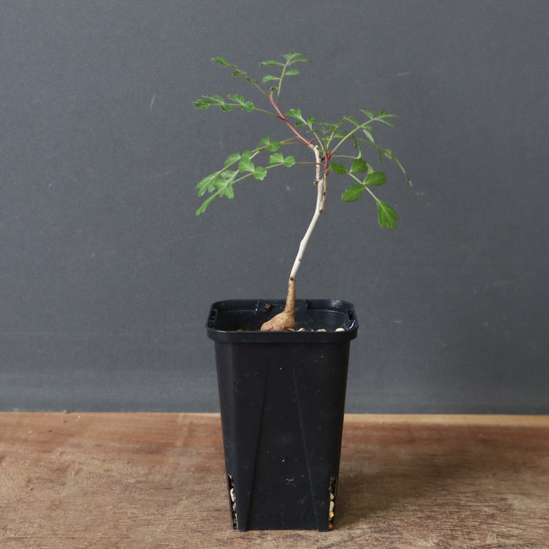 P.ディスカラー (実生) 29