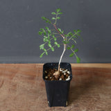 P.ディスカラー (実生) 29