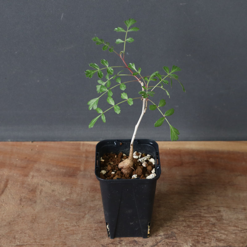 P.ディスカラー (実生) 29