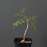 P.ディスカラー (実生) 29