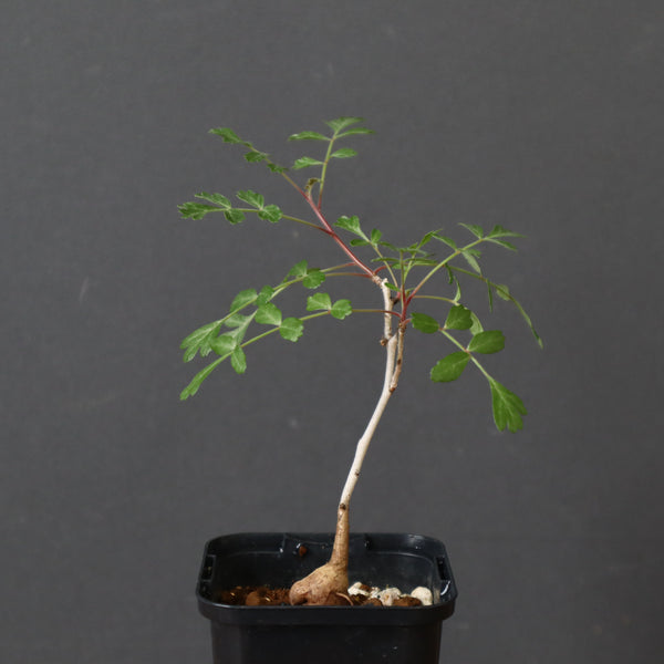 P.ディスカラー (実生) 29