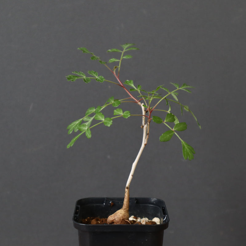 P.ディスカラー (実生) 29