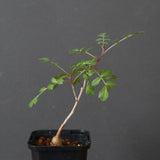 P.ディスカラー (実生) 29