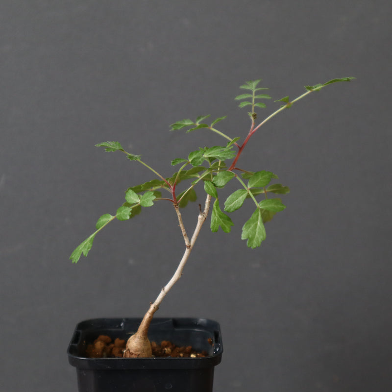 P.ディスカラー (実生) 29