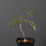 P.ディスカラー (実生) 29