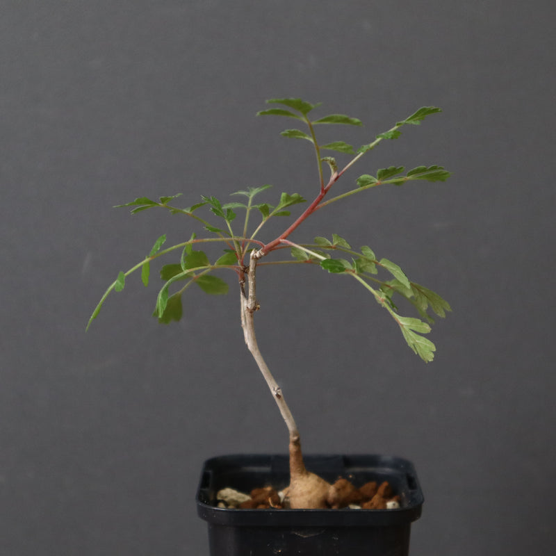 P.ディスカラー (実生) 29