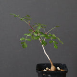 P.ディスカラー (実生) 29