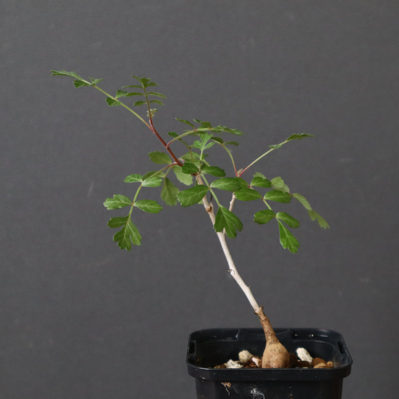 P.ディスカラー (実生) 29