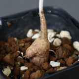 P.ディスカラー (実生) 29