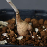 P.ディスカラー (実生) 29