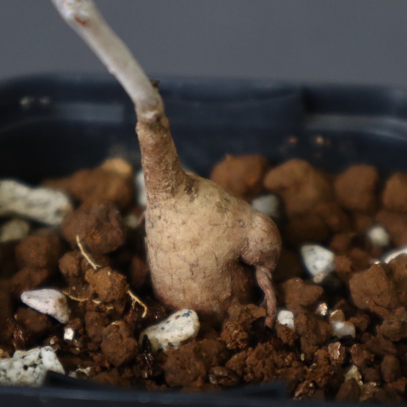 P.ディスカラー (実生) 29