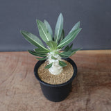 P.ロスラーツム（実生）EC3271